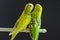 Couple of budgerigars