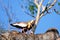 A couple of Buff Necked Ibis, Theristicus Caudatus,standing on a branch in Pantanal, Porto Jofre, Brazil, South America