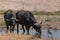 A couple of buffalo drinking at the river in the Ruaha national