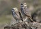 Couple of Burrowing Owls