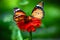 Couple Butterfly