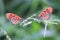 Couple butterfly beauty color at garden