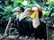 Couple of Calao or wreathed hornbills from Bali bird park Indonesia