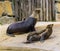 Couple of california sea lions at the water side, tropical eared seal specie from America