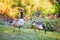 Couple of Canada geese Branta canadensis on the grass