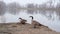 A couple of Canadian goose prepare for nesting