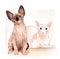 couple Canadian sphinx cats