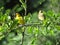 A couple Canary on branch during the day