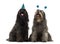 Couple of Catalan sheepdogs wearing party hats, panting