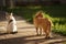 Couple of cats walks in the summer evening garden