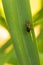 Couple of Cereal Leaf Beetles mating on grass