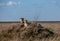 Couple of cheetahs chilling on the hill - Serengeti national park