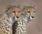 Couple of Cheetahs closeup portrait