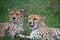 Couple of cheetahs resting in green grass