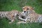 Couple of cheetahs resting in green grass