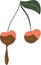 Couple of cherries. Fresh exotic fruit for healthy dieting. Juicy tropical cherry with chocolate. Vector red berry full of