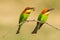 Couple of Chestnut-headed Bee-eater