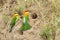 Couple of Chestnut-headed Bee-eater