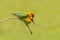 Couple of Chestnut-headed Bee-eater