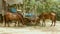 Couple of chestnut horses tied up with rope in a farmyard eating grass and drinking water