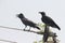 Couple of chirping, shouting crows over an electric pole in india. Both are hardly going on each other.