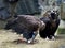 Couple of Cinereous Vultures, Aegypius Monachus, Eating Meat from a Carcass