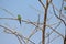 couple of cinnamon throated bee eaters perched on a dried tree in the noon time looking towards their right keenly