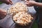 couple cleaning marasmius mushrooms & x28; Marasmius oreades& x29; - wild mushrooms season