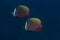 Couple of Collared Butterflyfish