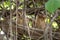 Couple of Collared Scops-Owl (Otus lettia) sitting on a branch.