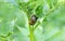 Couple of Colorado potato beetles have sex on the leaves of a potato bush