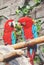Couple of colorful Greenwinged Macaw aviary, sitting on the log
