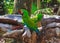 The couple of colorful parrots macaws in Xcaret park Mexico