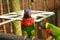 The couple of colourful rainbow lorikeet parrots