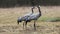 Couple common crane observing on dry grassland in spring