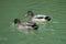 Couple of Common Gray Ducks inside Green Lake