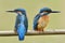 Couple Common kingfisher Alcedo atthis beautiful turquoise birdsound on soft