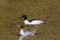 Couple common merganser birds mergus merganser in clear water