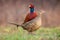 Couple of common pheasant on a meadow in springtime