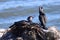 Couple of cormorants on the nest in a coastal area.