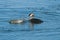 Couple of cormorants swimming in a lake