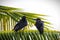 Couple of crows are aside to other and conversing something with each other. Good looking black ravens are amazing in green