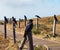 A couple of crows guarding the road