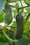 A couple of cucumbers ripen in the greenhouse