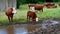 A couple of curious brown white cow heifers and calves near a pond