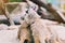 Couple of curious meerkats standing and playing hugging having fun with family on sand at the zoo