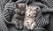 Couple cute 2 kittens in love sleeping on gray soft knitted blanket. Cats rest napping on bed. Feline love friendship on valentine