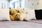 Couple cute bear dolls sit on sofa in house with copy space