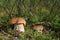 A couple of cute boletus