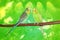 Couple of cute budgies sitting on the branch. Abstract green background